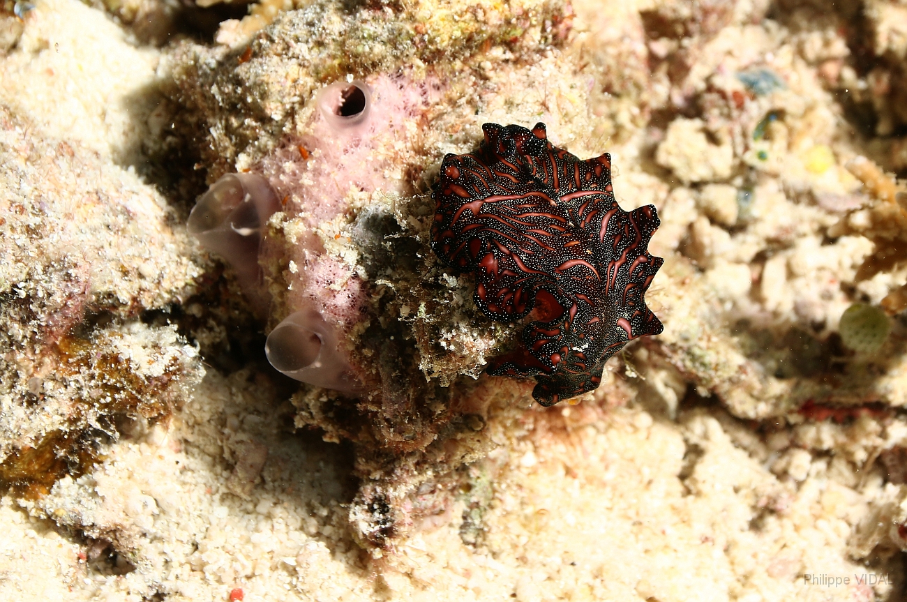 Raja Ampat 2016 - Persan carpet flatworm - Pseudobiceros bedfordic - Ver plat tapis persan - IMG_5445_rc.jpg